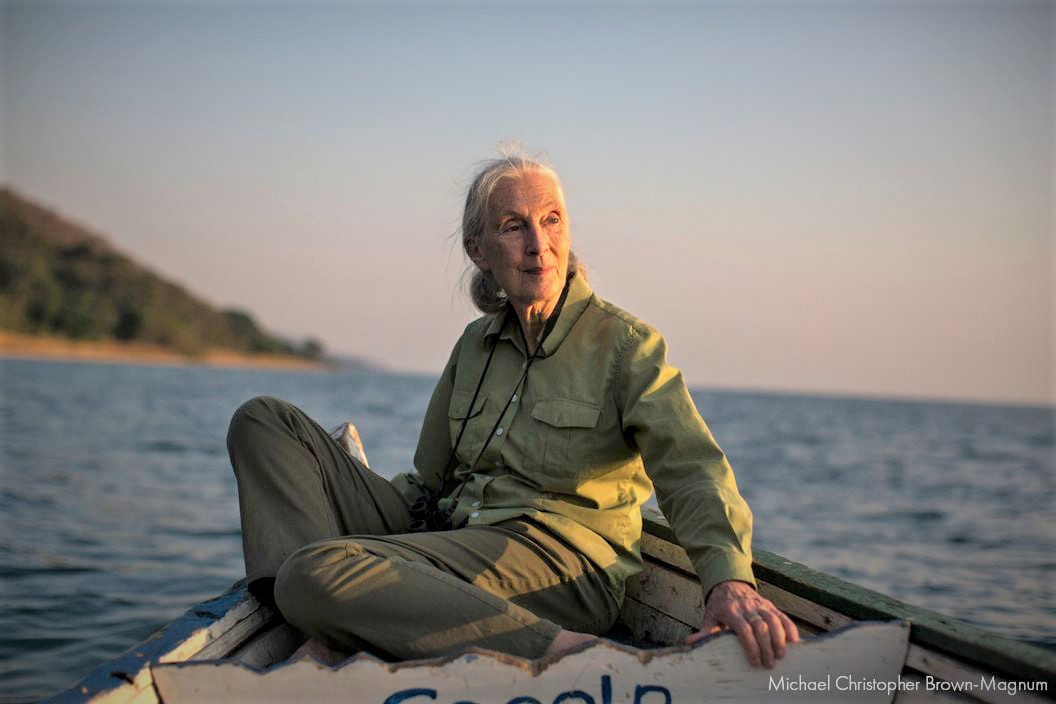 （圖／翻攝自FB@Dr. Jane Goodall）